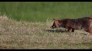 Ein Fuchs auf der Jagd mit der Canon R5 und dem Objektiv RF 800 gefilmt.