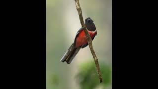 Malabar Trogon