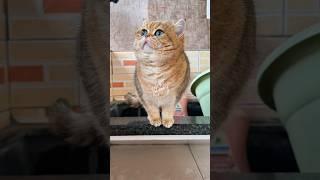 囧囧囧！高颜值乌冬面的囧囧眼 #cat #cute #pets #beautiful #shorts