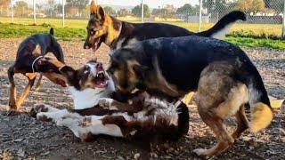 Dominance Or Play? German Shepherd vs Aussie Shepherd|Pitbull Mix vs Pointer