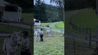 Riding my green broken horse for the second time ever #equestrian #horsemanship #horsetraining