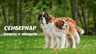 СЕНБЕРНАР. Плюсы и минусы Saint Bernard