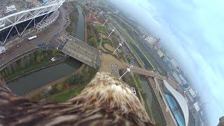 An Eagle Flies from the Orbit by Sony Action Cam mini