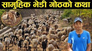 पुर्खाको सामुहिक भेडी गोठको कथा | हिमालसंग लुकामारी खेल्छन् गोठाला |  Samuhik Ghumti Bhedi Goth