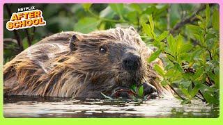 Nature’s Engineers: Busy Beavers at Work  Our Living World | Netflix After School