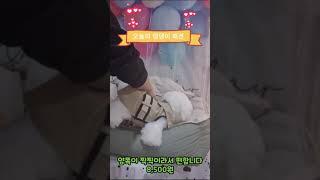 대구강아지옷-댕댕이옷보개-최저가 최저가링크눌러구매가능01048920620 구매가능합니다~#강아지옷#강아지패션#반려동물패션#강아지스타그램#강아지의류#펫용품