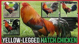 YELLOW-LEGGED HATCH ROOSTER/ FIGHTING STYLE AND CHARACTERISTICS