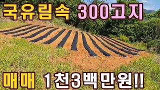 단양산속 약300고지 황토밭 전망좋은 작은 주말농장지 매매 단양부동산,단양싼땅,단양촌땅,단양주말주택지 상담043-647-0150충북땅달인tv