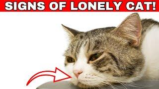 5 Signs That Your Cat is Lonely! ( But You Don't Know)