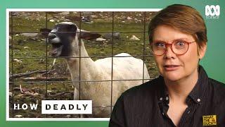 How Deadly Are Sheep? Funniest and Fiercest Viral Sheep | Dr Ann Jones
