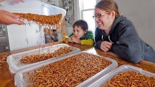 I surprised my wife with 5,000 mealworms…