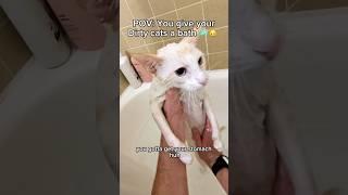 The cats definitely needed a bath#pov #cats #catbath