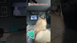 Yeti Loves Science #dog #husky #science