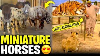 Miniature horse a gay  saray cages ma lion’s tigers kay liay banch laga diay ️