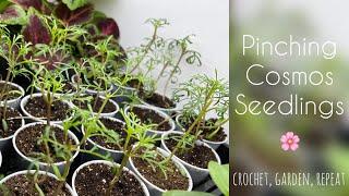 Pinching Cosmos Seedlings  Crochet, Garden, Repeat