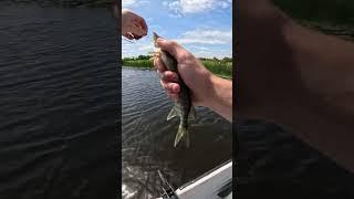 Szczupak w panierce  #catchandrelease #wędkarstwo #spinning #szczupak #fish #pike #shorts #viral