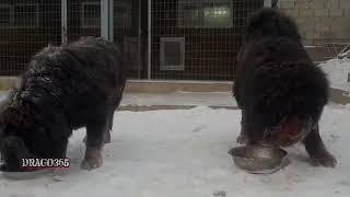 2 Dogos del tibet VS 2 lobos Mostraron superioridad los dos perros ante los depredadores