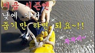 맨손으로 쭈꾸미 줍줍하는 해수욕장~!!A beach where you can pick up squid with your bare hands~!!