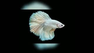 WHAT IS RARE COLOUR BETTA FISH ??? #short #rare #colour #bettafish #aquarium #exotic #fish