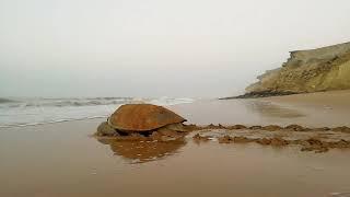 Mother Green Turtle │ Daran Beach │ Sudheer Ahmed