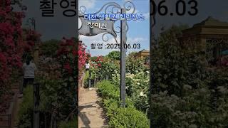 장미는 작지만 확실한 힐링을 전하는 한밭수목원 장미원