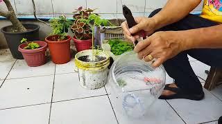 V62 How to Plant Tomato in Plastic Container