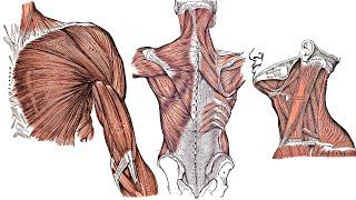 Full Muscle Anatomy Guide - All Important Muscles for Bodybuilding