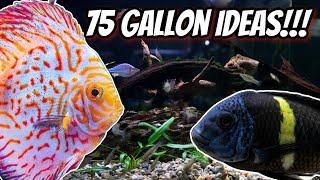 My 7 Favorite Ideas for your next 75 Gallon Aquarium