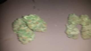Girl Scout Cookies!! (cali) vs OG Kush!! (michigan)