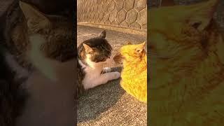 Meow Moments Episode 14 : Cute & Playful Cat Adventures! 