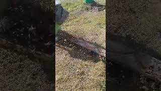 пасека и жизнь. эпизоды