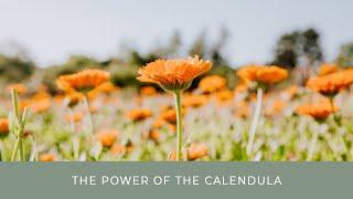 A little more about calendula - Properties, harvest, growing, etc.