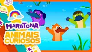 MARATONA ANIMAIS CURIOSOS ️ O Show da Luna!