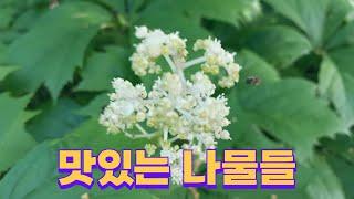 영아자외 28종 (산야초 탐방)