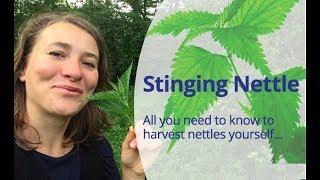 How to Harvest Stinging Nettle (Urtica Dioica)? To make nettle tea, nettle soup or nettle pesto