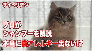 【サイベリアン】のシャンプーをプロが解説、本当に猫アレルギーにならないのか【猫アレルギー】