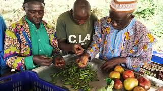 Contrôle qualité et  sélection des légumes chez Les Potagers de Bafou