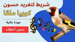 تغريد حسون رافييل بطل إسباني (شريط ملقا)#birds #حسون #jilguero #cante de jilguero #طيور