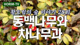 황호림의 숲 이야기 28회 - 동백나무와 차나무과(KBS 목포 1라디오)