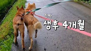 이제 삼용이 덩치와 비슷합니다