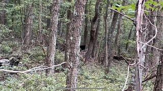 O￼range Sleds and Black Bears in the Taconic Mountains