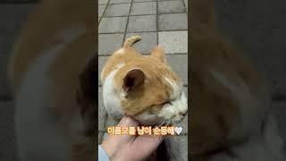 이름모를 냥이 #cat #순둥이