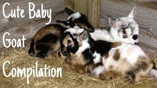 Cute Baby Goat Compilation