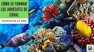 Cómo se Forman los Arrecifes de Coral – Vista Previa