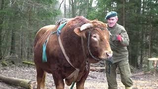 The bull uproots trees in the forest. This is how the lumberjack Romek works