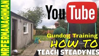 Gundog Training - How to Teach Steadyness