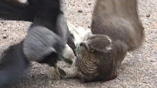 hawk vs jackdaw  You will be surprised!  Sparrowhawk vs The Jackdaw