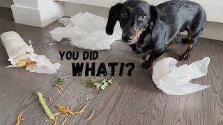 I can’t believe my dog did THIS!