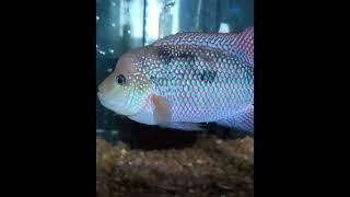 A. Istlanus with fry. #newworldcichlids #aquariumhobby #cichlidtank #cichlids