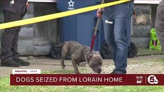 6-year-old boy dead after attacked by family dog in Lorain